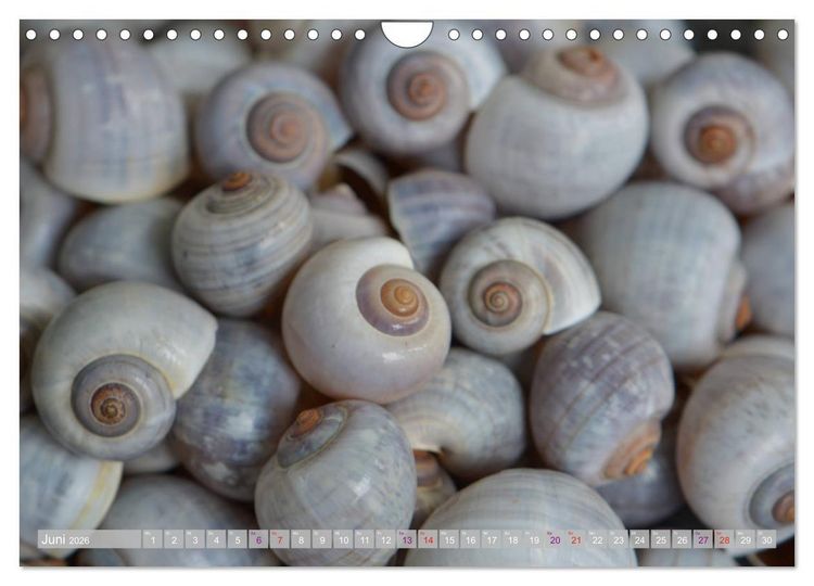 Produktbild: H&auml;user der Meere: Muscheln - Seeigel - Schnecken (Wandkalender 2026 DIN A4 quer), CALVENDO Monatskalender