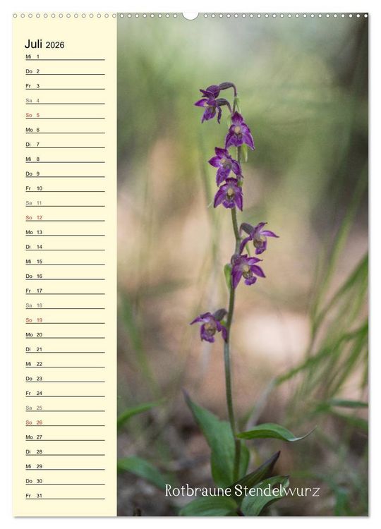 Produktbild: Wildwachsende Orchideen in Bayern (Wandkalender 2026 DIN A2 hoch), CALVENDO Monatskalender