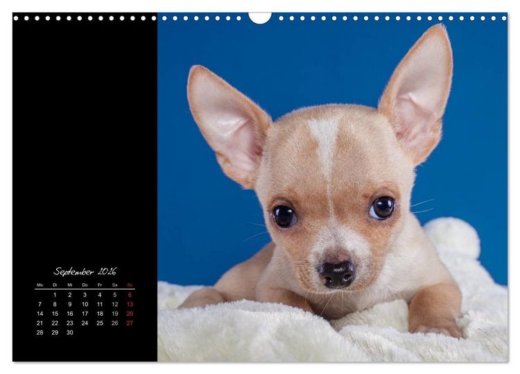 Produktbild: Chihuahua Welpen und Freunde (Wandkalender 2026 DIN A3 quer), CALVENDO Monatskalender