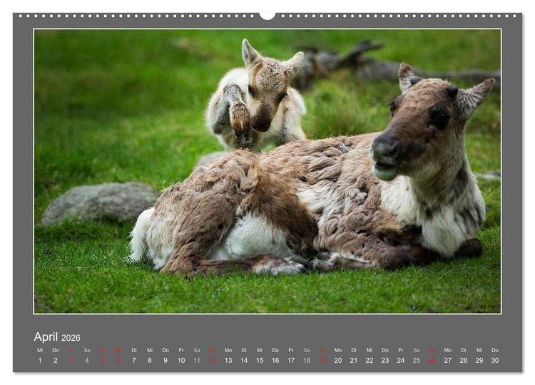 Produktbild: Tierbabys 2026 (hochwertiger Premium Wandkalender 2026 DIN A2 quer), Kunstdruck in Hochglanz