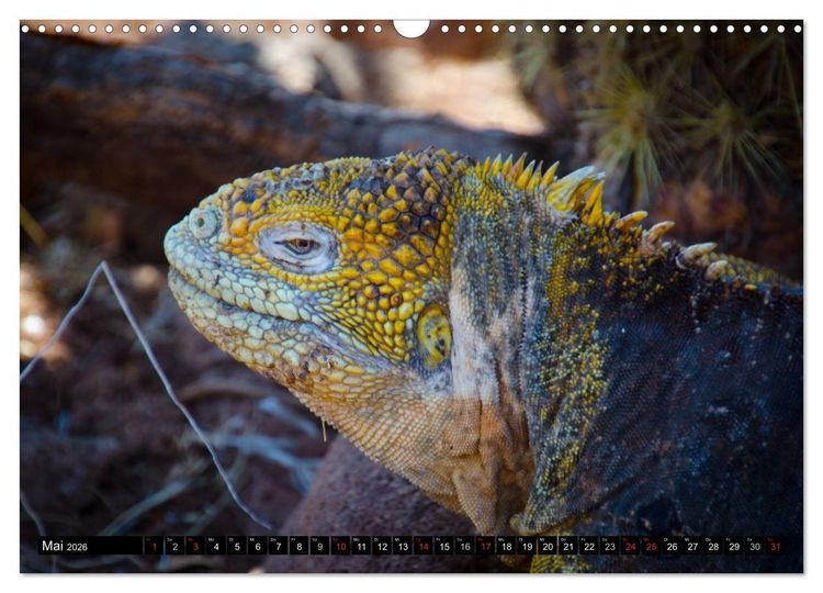 Produktbild: Leguane auf Galapagos (Wandkalender 2026 DIN A3 quer), CALVENDO Monatskalender