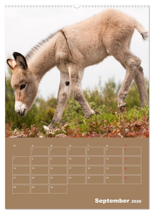 Produktbild: Entz&uuml;ckende Esel - Charmant und liebenswert (hochwertiger Premium Wandkalender 2026 DIN A2 hoch), Kunstdruck in Hochglanz