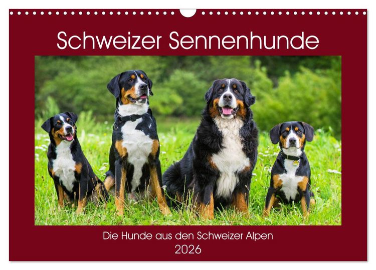 Produktbild: Schweizer Sennenhunde - die Hunde aus den Schweizer Alpen (Wandkalender 2026 DIN A3 quer), CALVENDO Monatskalender