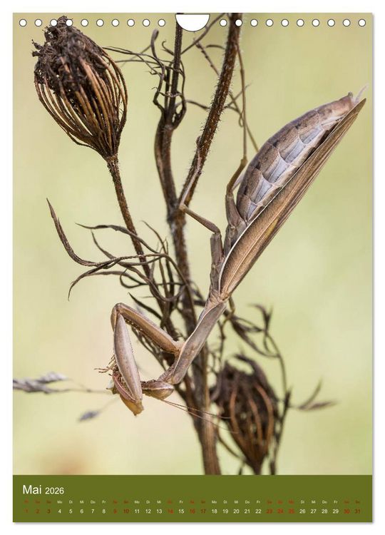 Produktbild: Die Gottesanbeterin. R&auml;uber der Insektenwelt. (Wandkalender 2026 DIN A4 hoch), CALVENDO Monatskalender