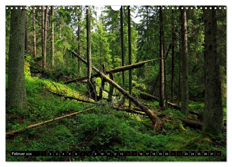 Produktbild: Tiveden, der NatURWALD in Schweden (Wandkalender 2026 DIN A3 quer), CALVENDO Monatskalender