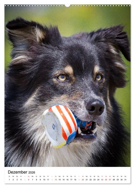 Produktbild: Australian Shepherd &ndash; Mit dem Aussie unterwegs (Wandkalender 2026 DIN A2 hoch), CALVENDO Monatskalender