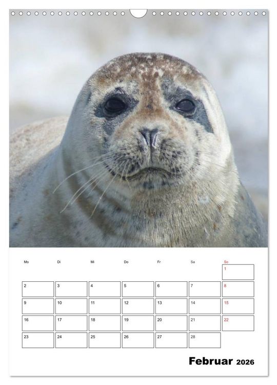 Produktbild: Liebenswerte Robben (Wandkalender 2026 DIN A3 hoch), CALVENDO Monatskalender