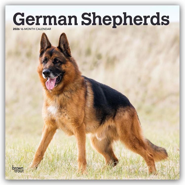 Produktbild: German Shepherds &ndash; Deutsche Sch&auml;ferhunde 2026 &ndash; 16-Monatskalender