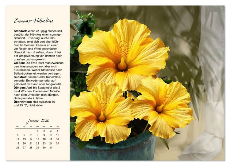 Produktbild: Bl&uuml;tenpracht am Fenster (Wandkalender 2026 DIN A3 quer), CALVENDO Monatskalender