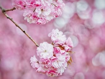 Produktbild: CALVENDO Puzzle Kirschbl&uuml;te | 1000 Teile Lege-Gr&ouml;&szlig;e 64x48cm Foto-Puzzle f&uuml;r gl&uuml;ckliche Stunden