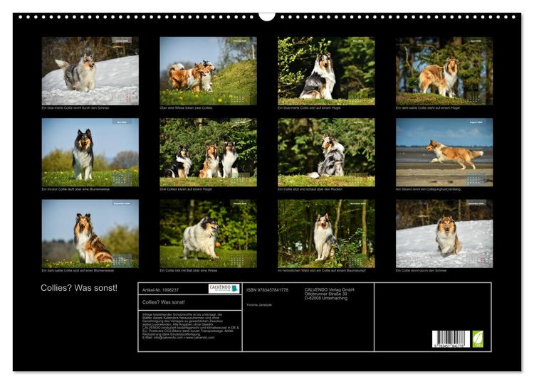 Produktbild: Collies? Was sonst! (Wandkalender 2026 DIN A2 quer), CALVENDO Monatskalender