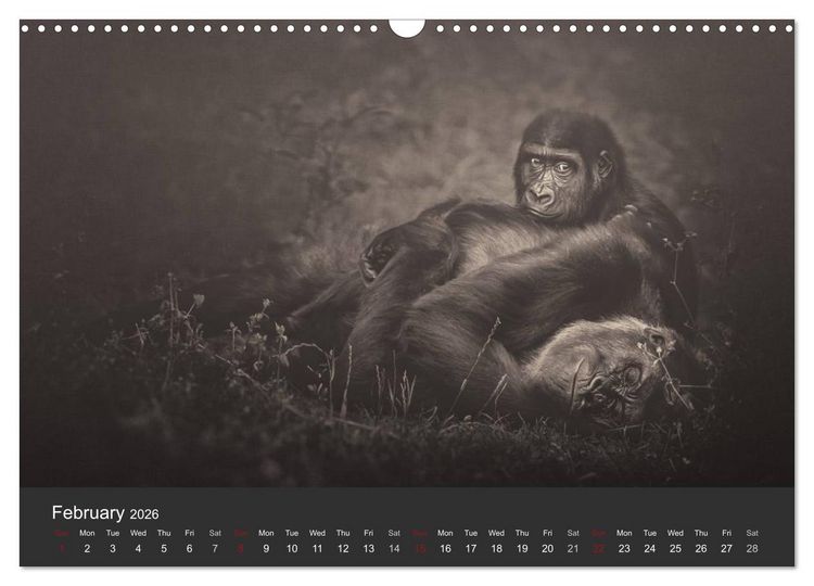 Produktbild: African Souls African animals with soul (Wall Calendar 2026 DIN A3 landscape), CALVENDO 12 Month Wall Calendar