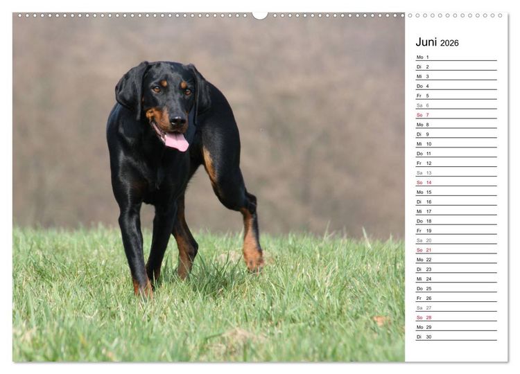 Produktbild: Der Brandlbracken-Terminplaner (hochwertiger Premium Wandkalender 2026 DIN A2 quer), Kunstdruck in Hochglanz