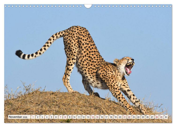 Produktbild: Faszinaton Afrika: Geparde (Wandkalender 2026 DIN A3 quer), CALVENDO Monatskalender