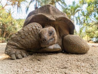 Produktbild: CALVENDO Puzzle Aldabra Riesenschildkr&ouml;te | 1000 Teile Lege-Gr&ouml;&szlig;e 64x48cm Foto-Puzzle f&uuml;r gl&uuml;ckliche Stunden