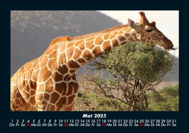 Produktbild: Giraffen 2025 Fotokalender DIN A5