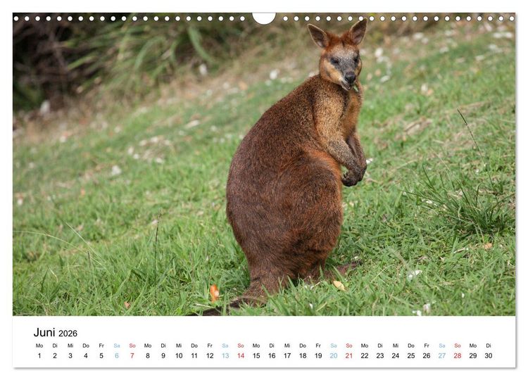 Produktbild: Australiens wunderbare Tiere (Wandkalender 2026 DIN A3 quer), CALVENDO Monatskalender