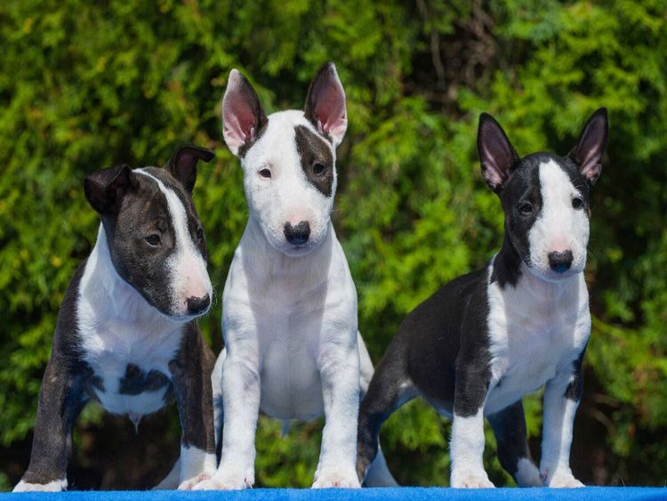 Produktbild: CALVENDO Puzzle Bullterrier | 1000 Teile Lege-Gr&ouml;&szlig;e 64x48cm Foto-Puzzle f&uuml;r gl&uuml;ckliche Stunden