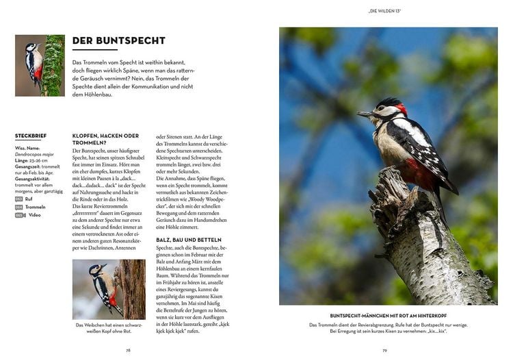 Produktbild: V&ouml;gel bestimmen mit den Ohren