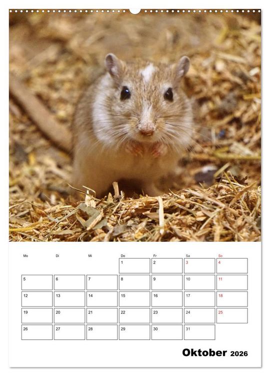 Produktbild: Lustige Rennm&auml;use (Wandkalender 2026 DIN A2 hoch), CALVENDO Monatskalender