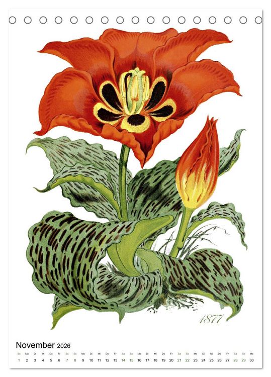 Produktbild: Tulpen - Jahr (Tischkalender 2026 DIN A5 hoch), CALVENDO Monatskalender