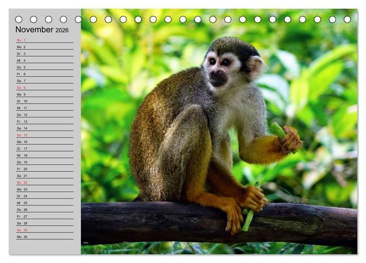 Produktbild: Faszination Affen. Kobolde zum Verlieben (Tischkalender 2026 DIN A5 quer), CALVENDO Monatskalender