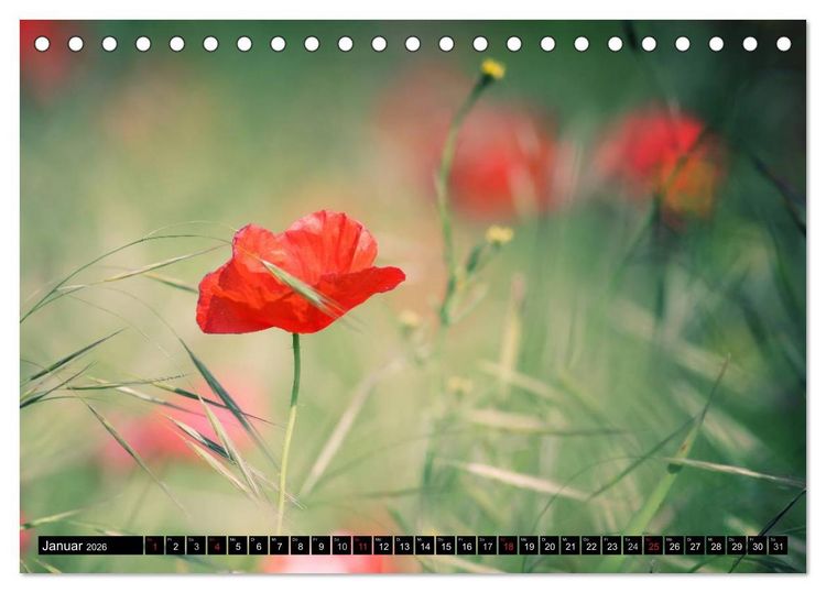 Produktbild: Mohnblumen (Tischkalender 2026 DIN A5 quer), CALVENDO Monatskalender