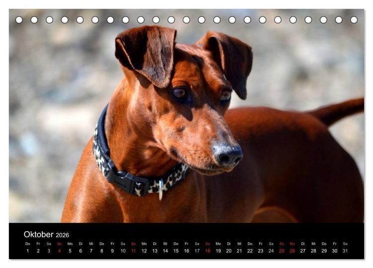 Produktbild: Deutscher Pinscher (Tischkalender 2026 DIN A5 quer), CALVENDO Monatskalender