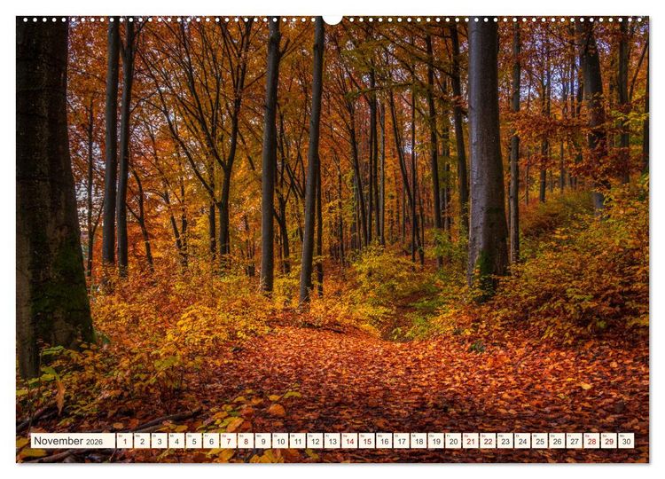 Produktbild: Im Zauber der W&auml;lder (Wandkalender 2026 DIN A2 quer), CALVENDO Monatskalender