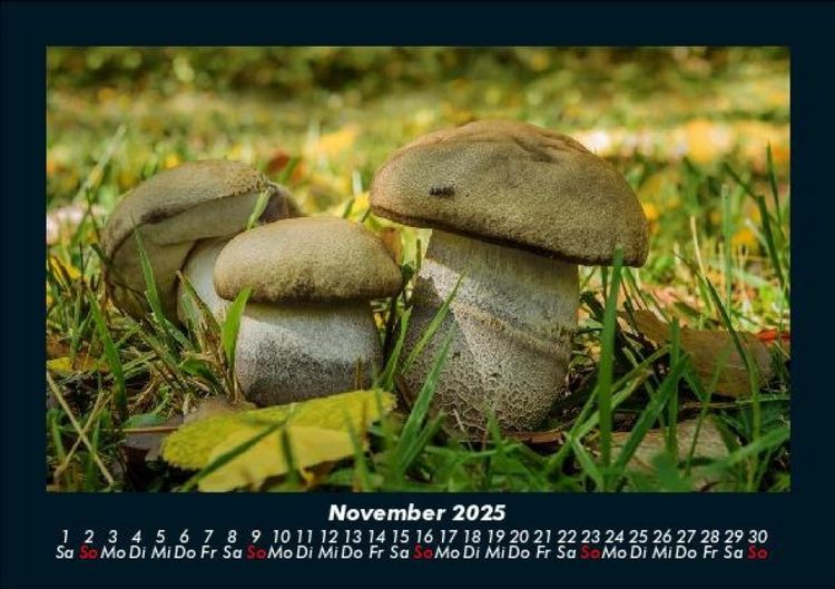 Produktbild: Pilzkalender 2025 Fotokalender DIN A5