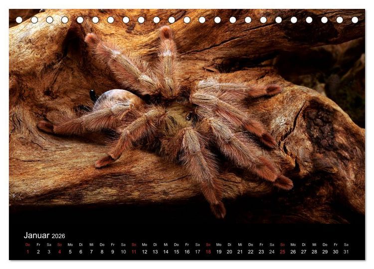 Produktbild: Vogelspinnen - Tarantulas (Tischkalender 2026 DIN A5 quer), CALVENDO Monatskalender