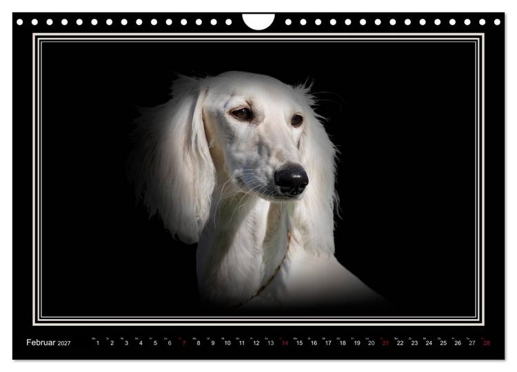 Produktbild: Saluki 2027 (Wandkalender 2027 DIN A4 quer), CALVENDO Monatskalender