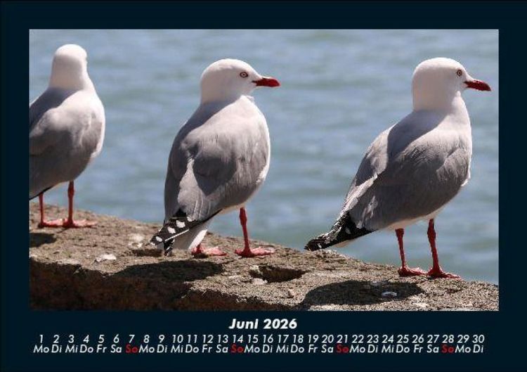 Produktbild: M&ouml;wen 2026 Fotokalender DIN A5