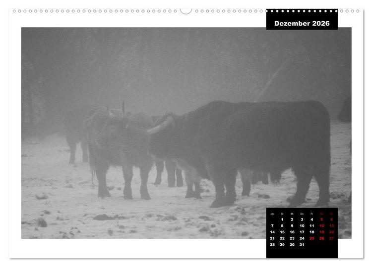 Produktbild: Faszination Schottisches Hochlandrind (hochwertiger Premium Wandkalender 2026 DIN A2 quer), Kunstdruck in Hochglanz