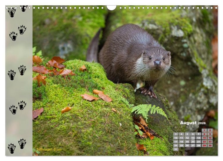 Produktbild: Tierspuren in der Natur (Wandkalender 2026 DIN A3 quer), CALVENDO Monatskalender