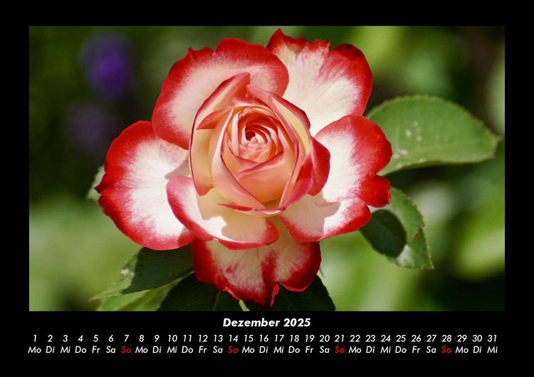 Produktbild: Rosentraum 2025 Fotokalender DIN A3