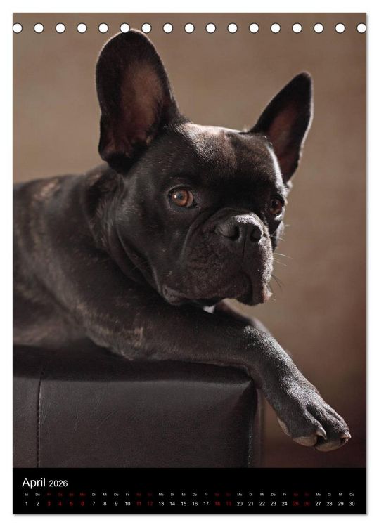 Produktbild: Bullys mit Charme - Franz&ouml;sische Bulldoggen im Portrait (Tischkalender 2026 DIN A5 hoch), CALVENDO Monatskalender