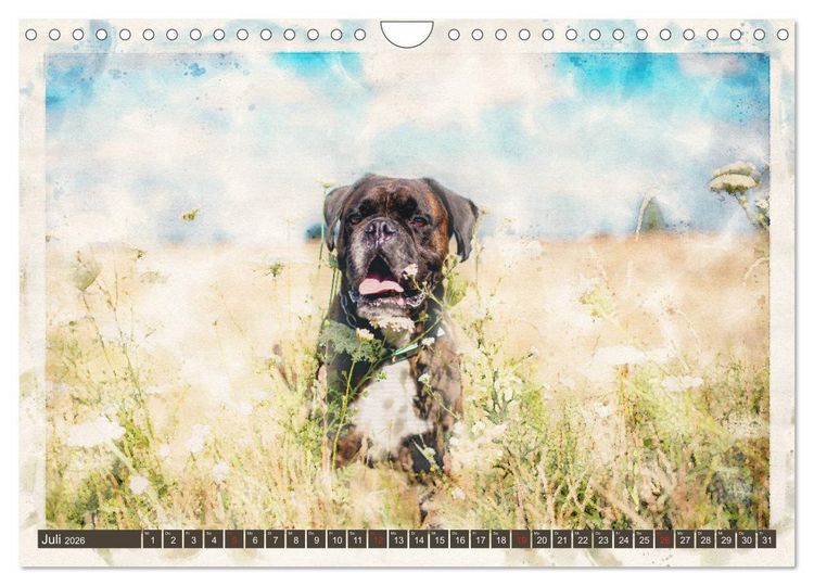 Produktbild: Boxer Photo&Kunst (Wandkalender 2026 DIN A4 quer), CALVENDO Monatskalender