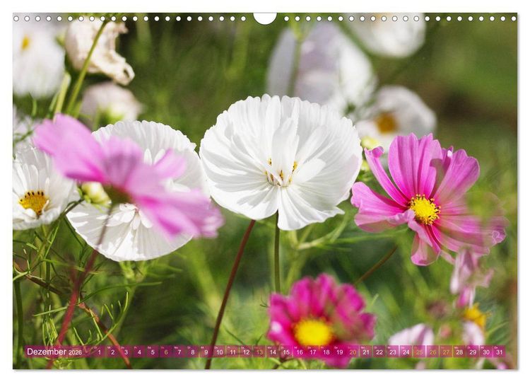 Produktbild: Beschwingte Blumenwelt (Wandkalender 2026 DIN A3 quer), CALVENDO Monatskalender