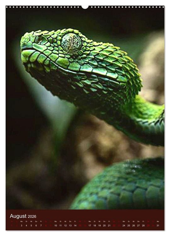 Produktbild: The Power Of Snake (hochwertiger Premium Wandkalender 2026 DIN A2 hoch), Kunstdruck in Hochglanz