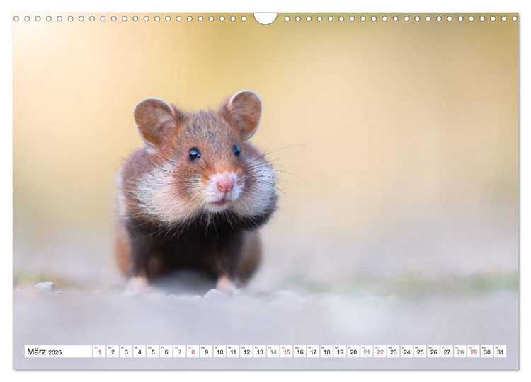 Produktbild: Herzige Feldhamster - farbenfrohe Nagetiere im st&auml;dtischen Lebensraum (Wandkalender 2026 DIN A3 quer), CALVENDO Monatskalender