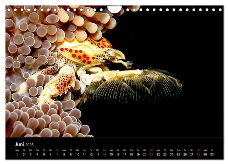 Produktbild: Faszination Makro Unterwasser (Wandkalender 2026 DIN A4 quer), CALVENDO Monatskalender