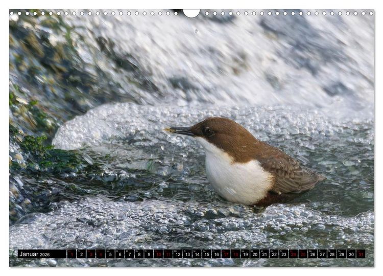 Produktbild: Wildtiere des Paderborner Landes (Wandkalender 2026 DIN A3 quer), CALVENDO Monatskalender