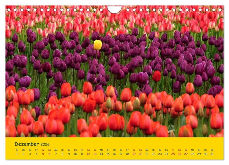 Produktbild: Tulpentraum (Wandkalender 2026 DIN A4 quer), CALVENDO Monatskalender