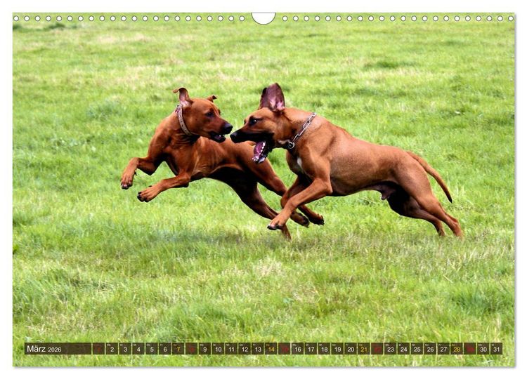 Produktbild: Rhodesian Ridgeback - eine Liebe f&uuml;rs Leben (Wandkalender 2026 DIN A3 quer), CALVENDO Monatskalender