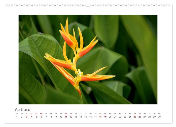 Produktbild: Seychellen - unterwegs mit Julia Hahn (Wandkalender 2026 DIN A2 quer), CALVENDO Monatskalender