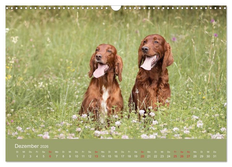 Produktbild: Setter - Geliebter Freund und Jagdkamerad (Wandkalender 2026 DIN A3 quer), CALVENDO Monatskalender