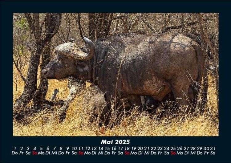 Produktbild: Tiere in der Wildnis 2025 Fotokalender DIN A5