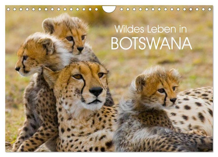 Produktbild: Wildes Leben in Botswana (Wandkalender 2026 DIN A4 quer), CALVENDO Monatskalender