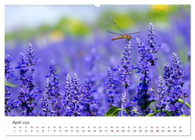 Produktbild: Lavendel - Die violette Wunderblume (hochwertiger Premium Wandkalender 2026 DIN A2 quer), Kunstdruck in Hochglanz